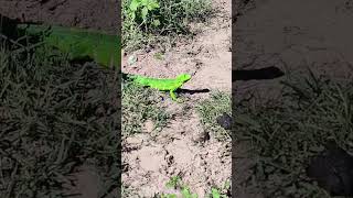 Camaleão 🦎 verde#nordeste #sertão #agreste #pernambuco