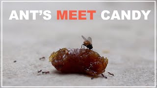 Ants meet Candy | Reallife  Moments | Mr Click
