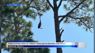 Orange Beach Firefighters rescue heron tangled in fishing line from tree
