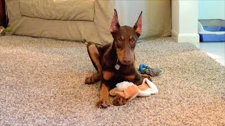 fawn doberman puppy