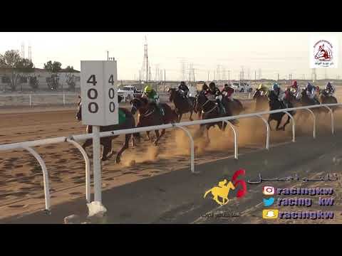 مجازف أسطبل المرشد