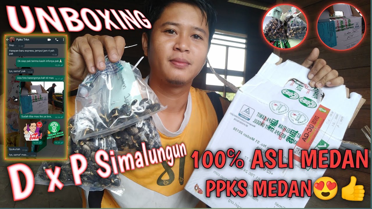 Unboxing Kecambah Kelapa Sawit PPKS Simalungun||100% Kecambah Asli #ppkssimalungun #PPKSMedan