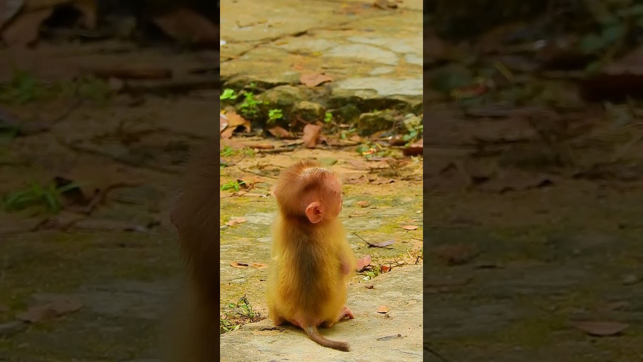 Really pity adorable baby Lucie and Rainbow little babies😓😍😘❤️part#52 