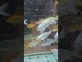 #viralsong