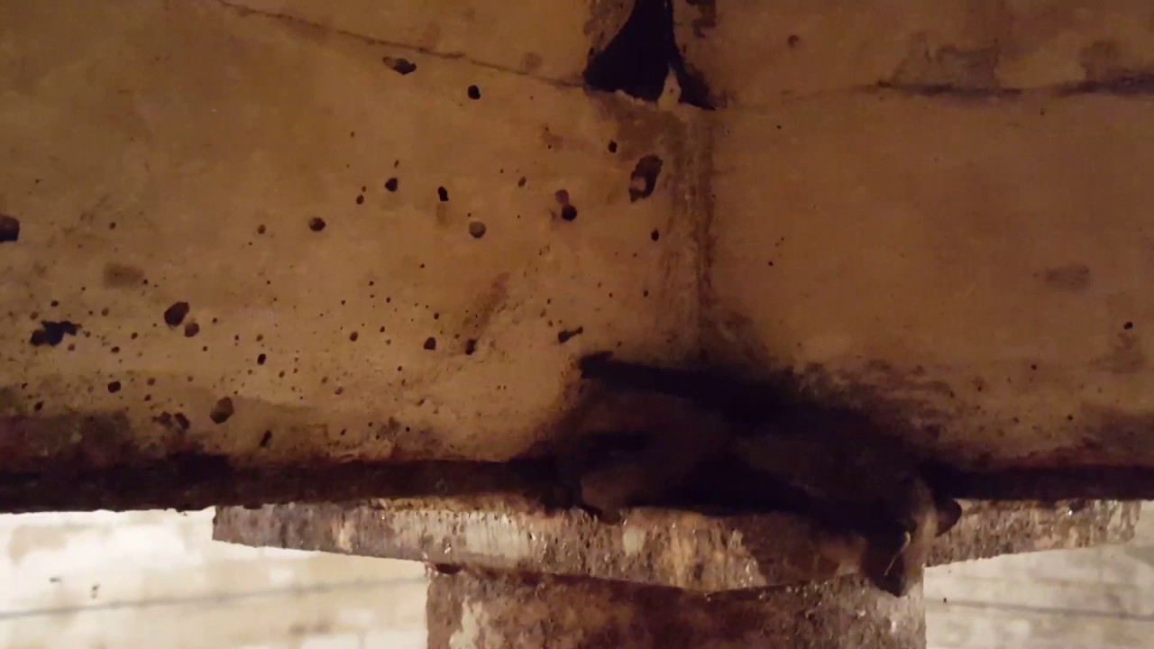 Bats in the basement.....