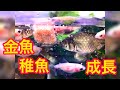 金魚の稚魚の成長