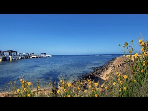 ASMR | Beachside Ambience with Gentle Nature Sounds for Relaxation and Calm Mind