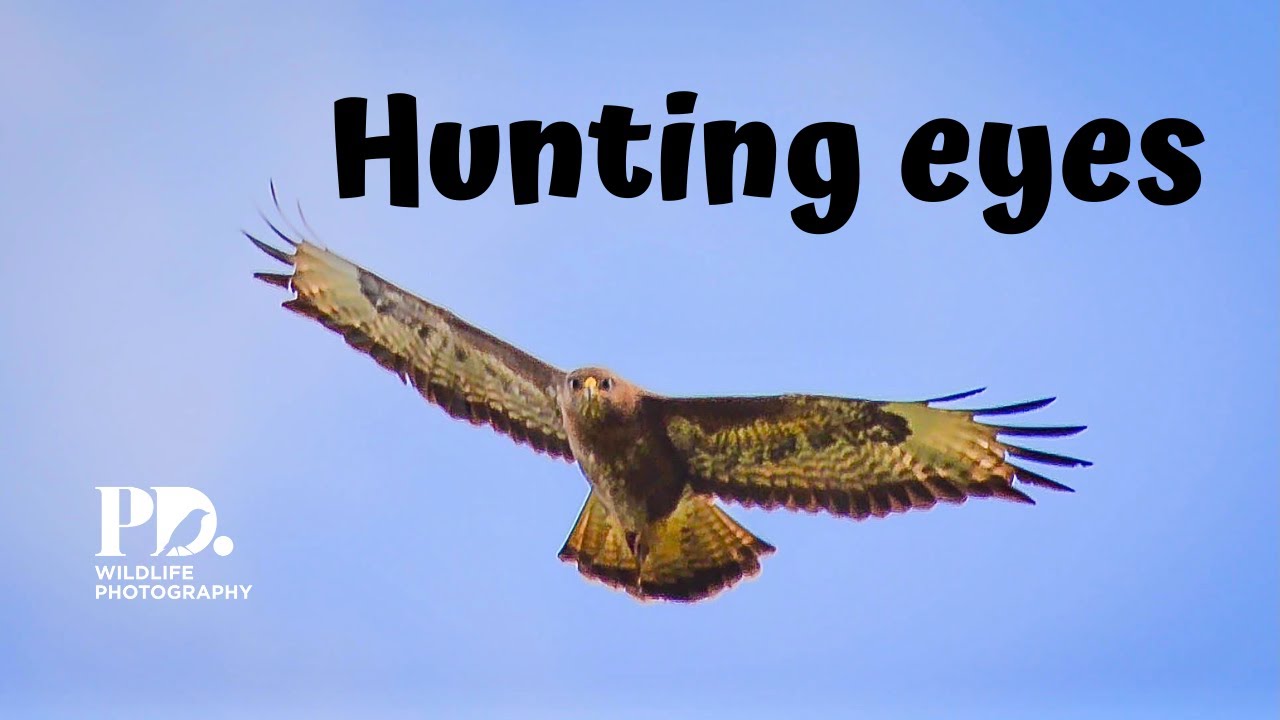 Hunting Eyes. Wildlife Photography YouTube