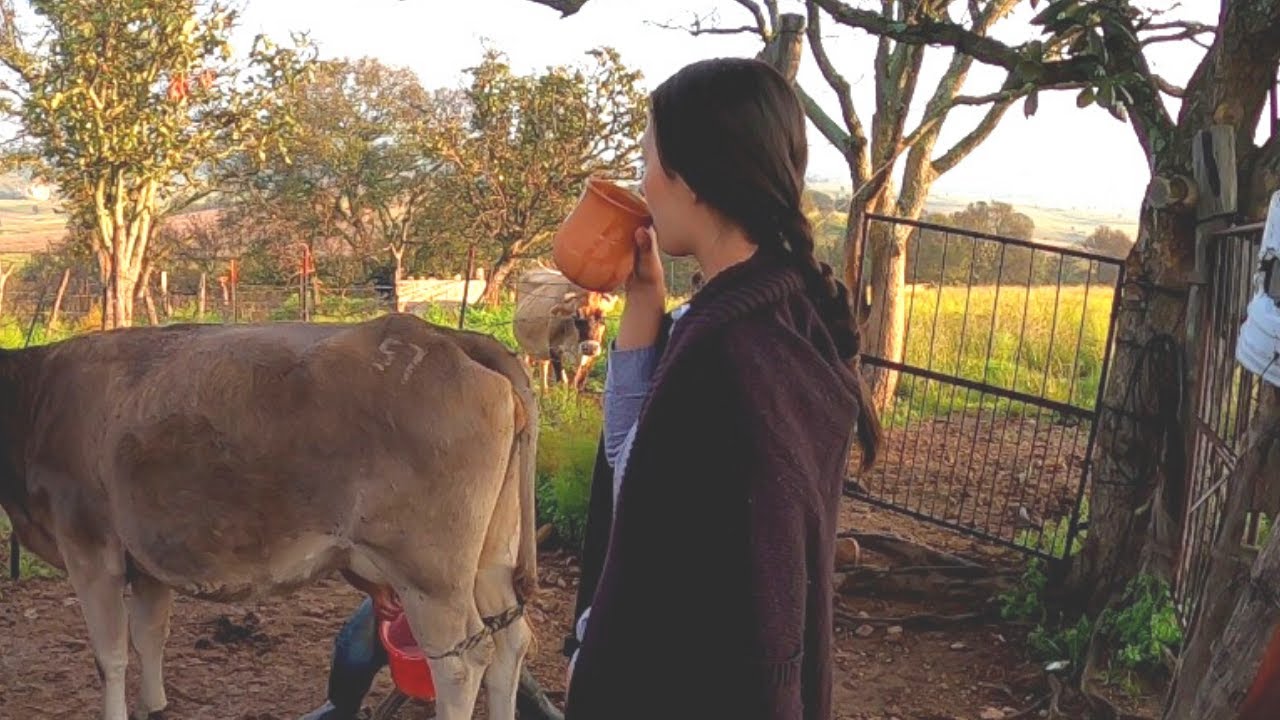 ORDEÑA EN EL RANCHO: Cómo hacer una BARROSA (Pajarete) con leche bronca 🐄