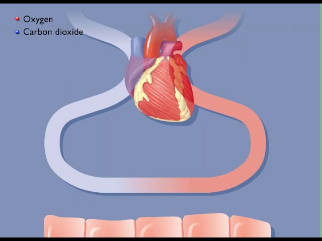 Movement Of Oxygen And Carbon Dioxide In The Body Youtube
