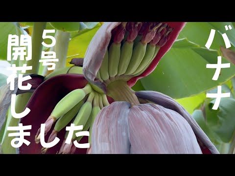 バナナさん⭐︎プロフ見てね♩様 maxresdefault.jpg