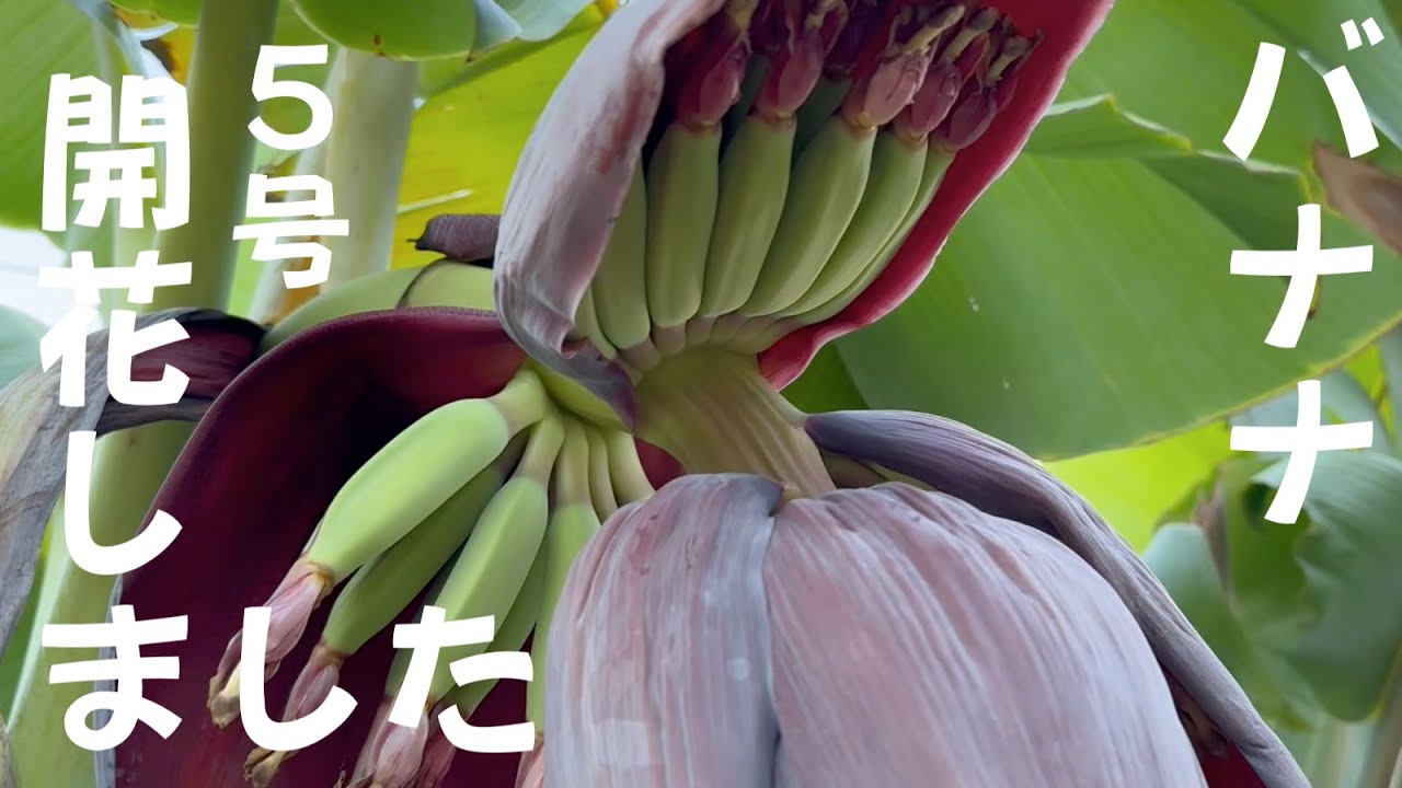 令和6年8月16日今年第5号バナナ開花しました 鉢植え ドワーフナムワ
