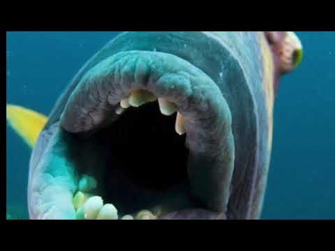 Bizarre fish with human-like teeth REAL or FAKE