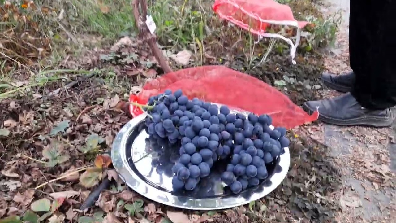 Recoltare struguri Moldova   cultivati biologic