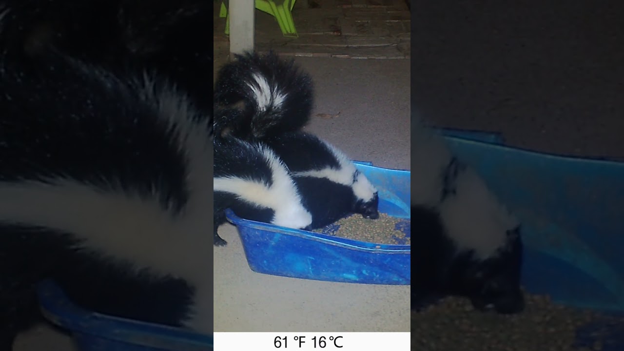 Trail Camera Two Skunks in my Cat Food Dish #7