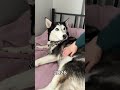 Sibirya kurdunun 5 yıllık değişimi