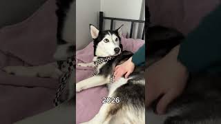 Sibirya kurdunun 5 yıllık değişimi