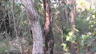 Two Tree Knocks