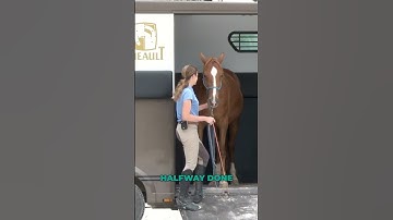 Trailer loading confidence - closing the door #horse #trailerloading #horseriding