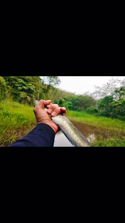 Download lagu #mancing #castinggabusbesar #fishing #mancingikan #snakehead
