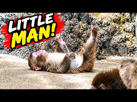 Punch the Monkey Thinks He's Human (The Crowd Couldn't Stop Laughing)