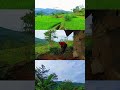 Ngarit dengan View Menakjubkan #short