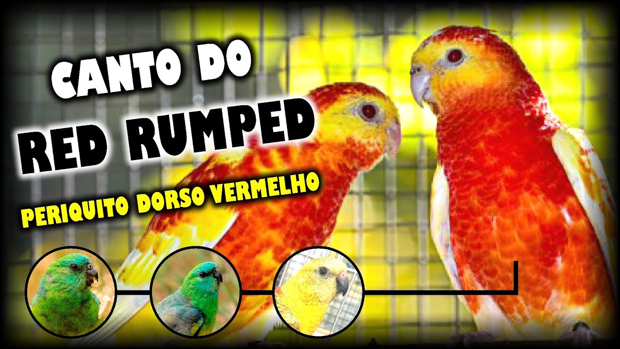 RED RUMPED - Melhor Canto Para Treinar Filhotes ou Esquentar Fêmeas  (Periquito Dorso Vermelho)