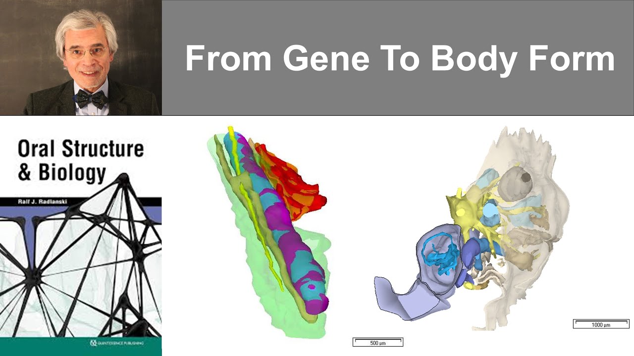 3 From Gene To Body Form - YouTube