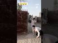 #funny #shorts #comedy 😂#funnyvideo😂#viralshorts Ali abbas7😂500k #entertainment #fun #dailyshorts