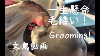 一生懸命毛繕いする桜文鳥ちゅん太　文鳥動画 Java sparrow's grooming