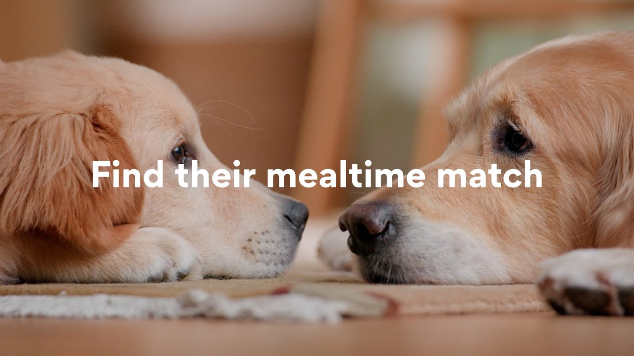 Chewy — Chewy — Find the Perfect Mealtime Match for Your Dog (YouTube video ad)