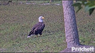 Videos – Southwest Florida Eagle Cam