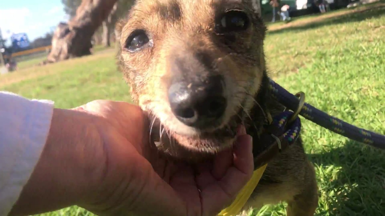 Few teeth/overbite 8 yr old Dachshund mix needs a home YouTube