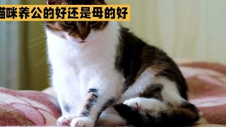 公猫与母猫哪种更适合你的生活方式