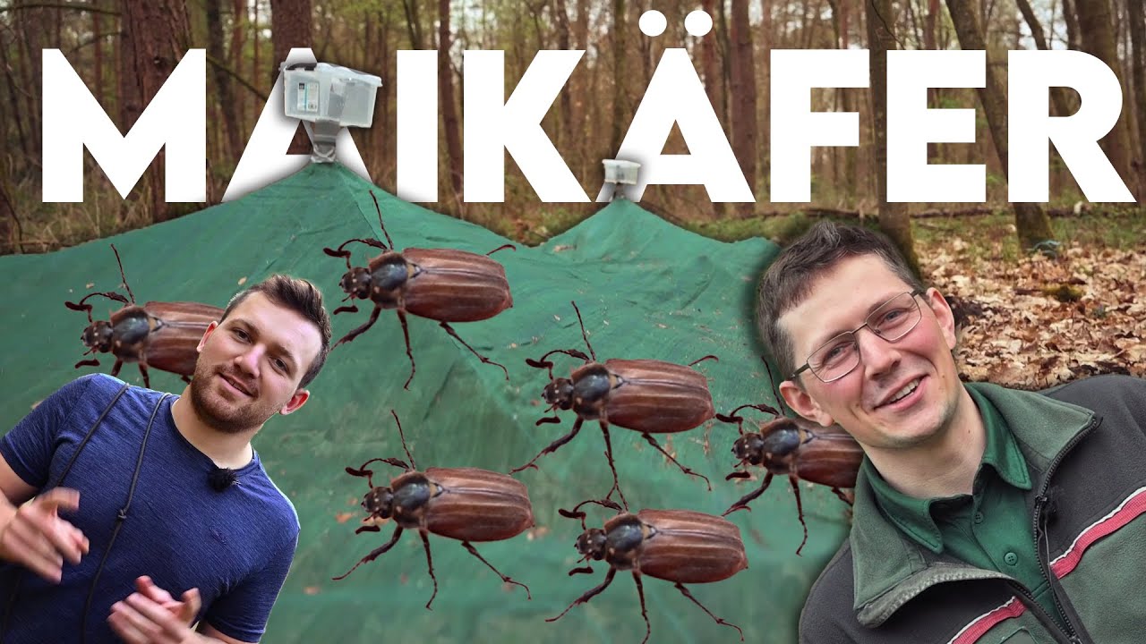 Diese Maikäfer zerstören einen ganzen Wald! Ein Förster berichtet - Forst erklärt