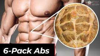 The Anatomy of 6Pack Abs: How They Work & How To Train Them