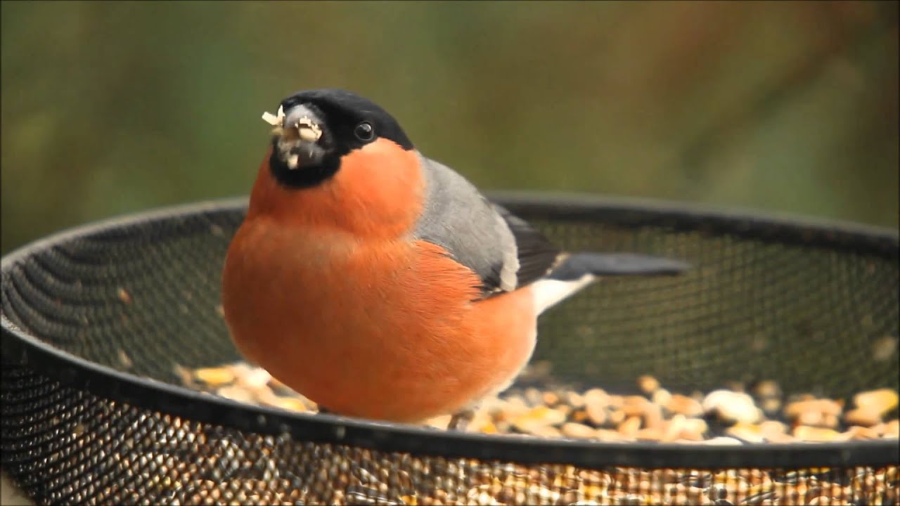 Bullfinch (male) feeding