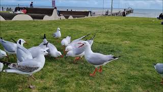 Funny move of angry Silver-gull birds on Henley beach, Australia