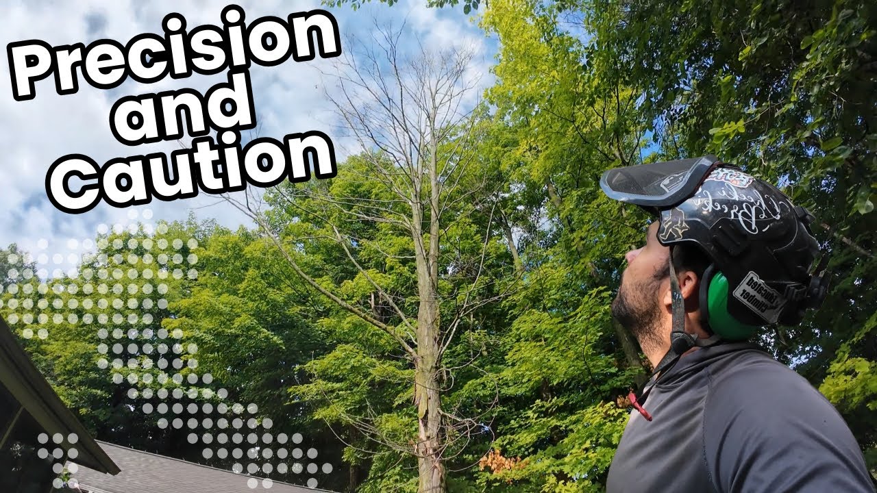 Опытный арборист сделает лазание по опасным деревьям ПРОЩЕ!