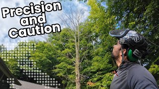 Hazard Tree Climbing Made EASY By Expert Arborist!