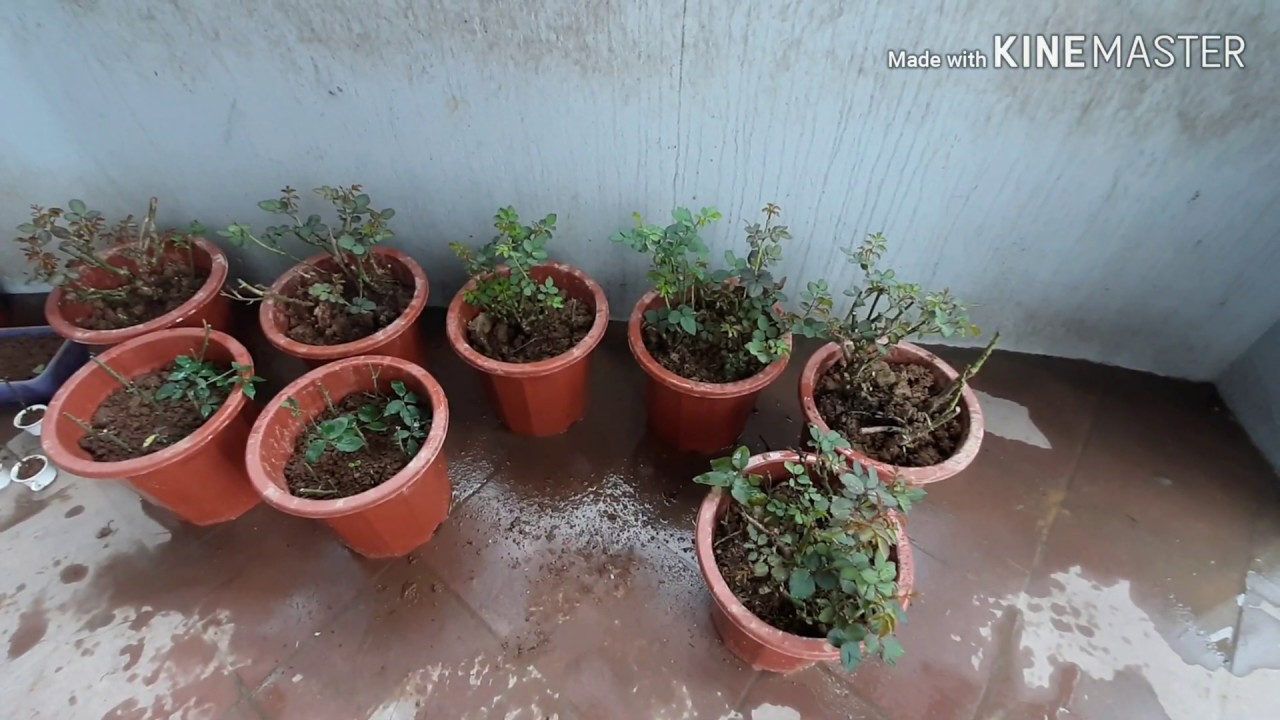 kết quả trồng cây Hoa hồng rễ trần 10k sau 20 ngày