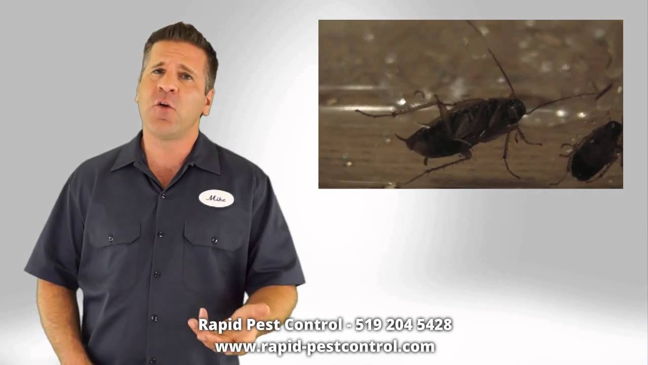 Pest Control London Ontario YouTube