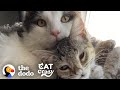 Hissing Kitten Grows Up To Be A Foster Dad  | The Dodo Cat Crazy