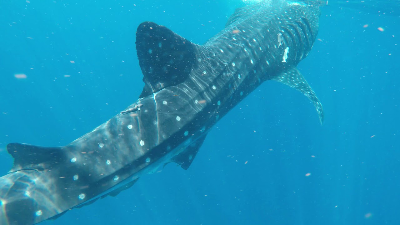 Carnival Cozumel Whale Shark Snorkel YouTube