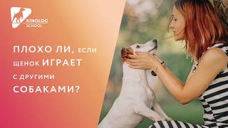 Плохо ли, если щенок играет с другими собаками?