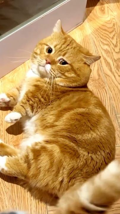 REAKSI KUCING KETIKA DIOMELIN PEMILIKNYA