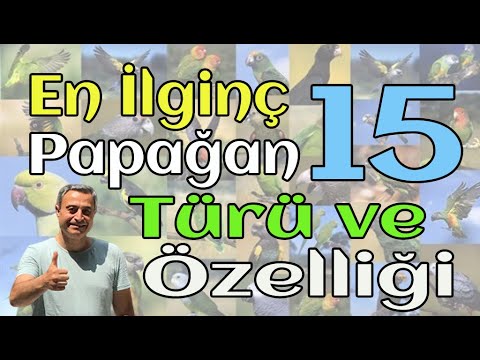 En İlginç 15 Papağan Türü ve Özellikleri