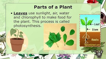 PLANTS -PARTS OF A PLANT