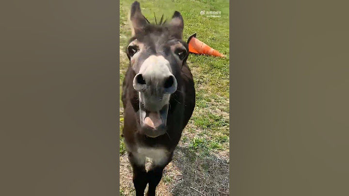 burro corriendo #animal