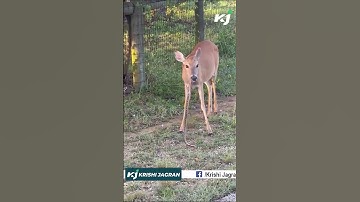 Deer Caught Eating Snake, Internet Users Stunned by Viral Video